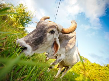 An extreme wide angle pic' of a bull eating grass